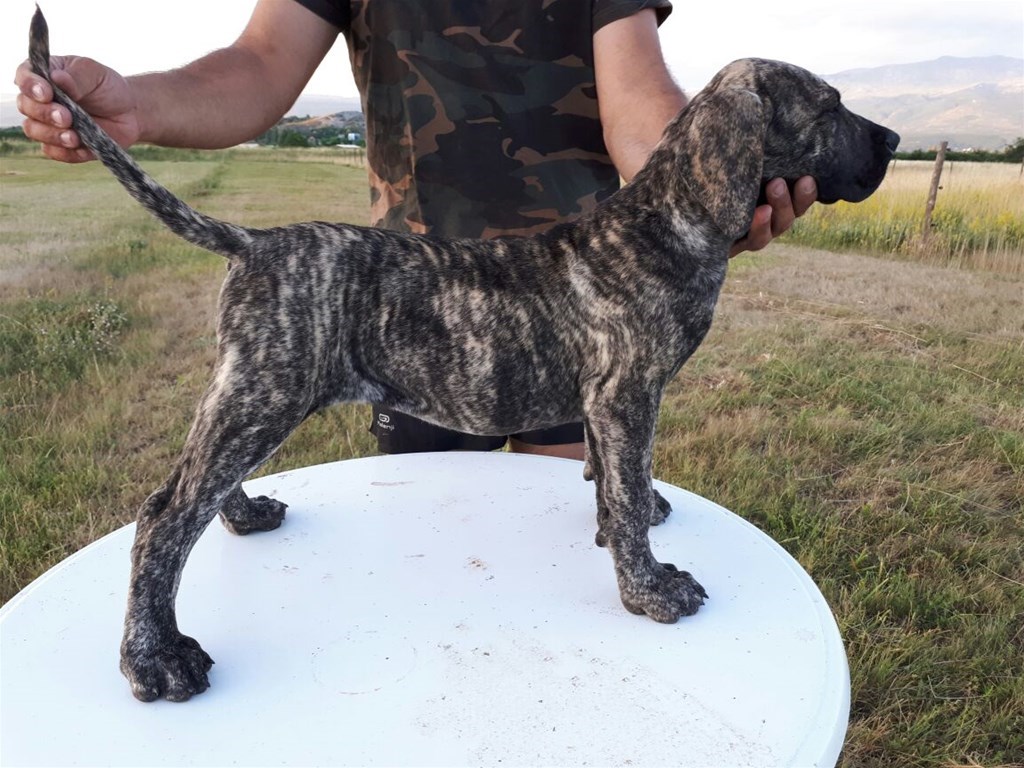 Kanarski Pas Presa Canario Stenci Index Oglasi