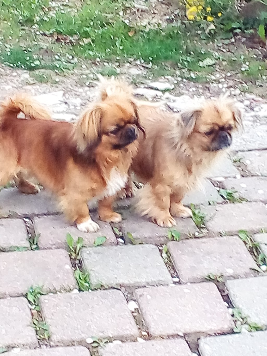 Tibetski spaniel store