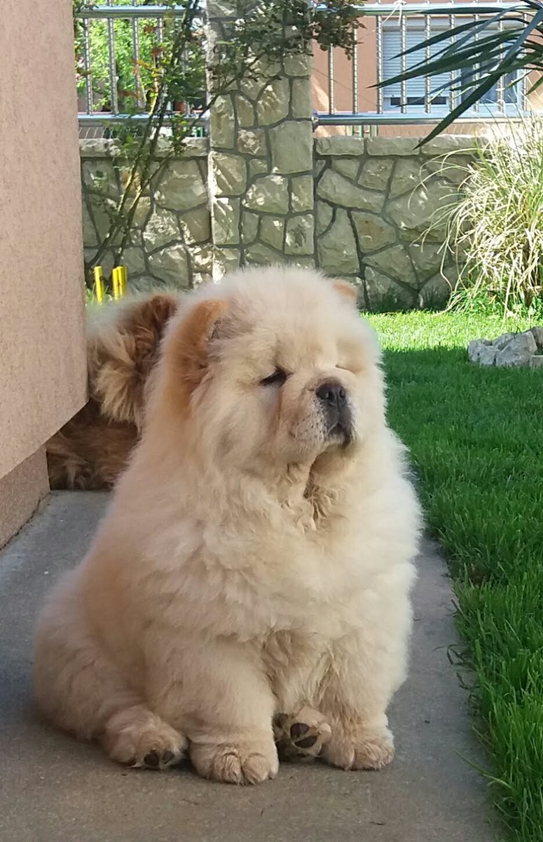 koliko koštaju štenci chow chow