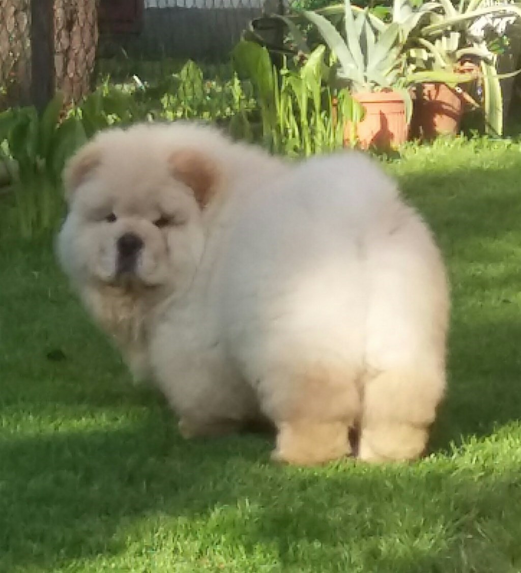 koliko koštaju štenci chow chow