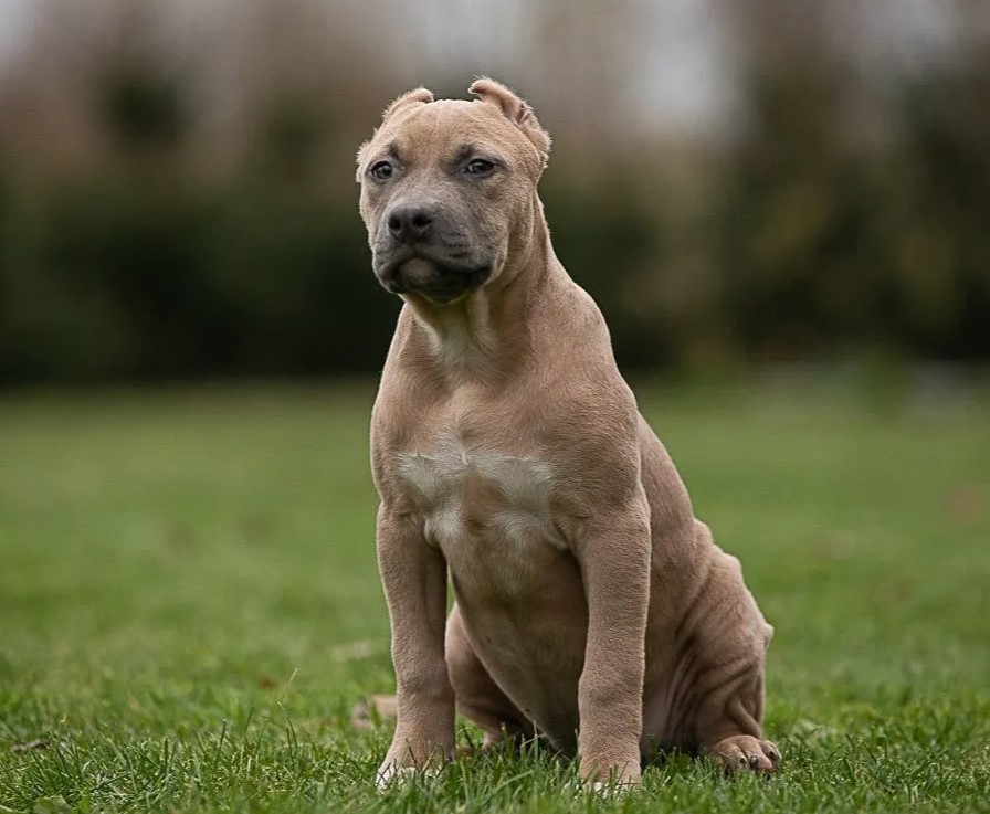 Pitbull terijer hot sale