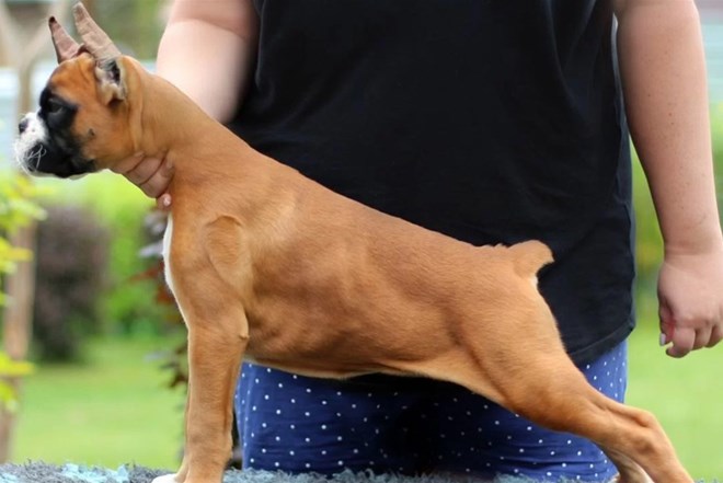 Nemacki Boxer I Dalmatinac štenci Index Oglasi